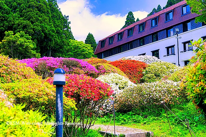 小田急 山のホテルツツジ・シャクナゲフェアーのツツジ庭園