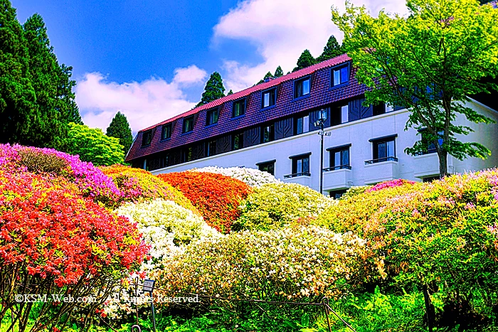 小田急 山のホテルツツジ・シャクナゲフェアーのツツジ庭園