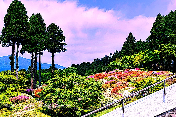 小田急 山のホテルツツジ・シャクナゲフェアーのツツジ庭園