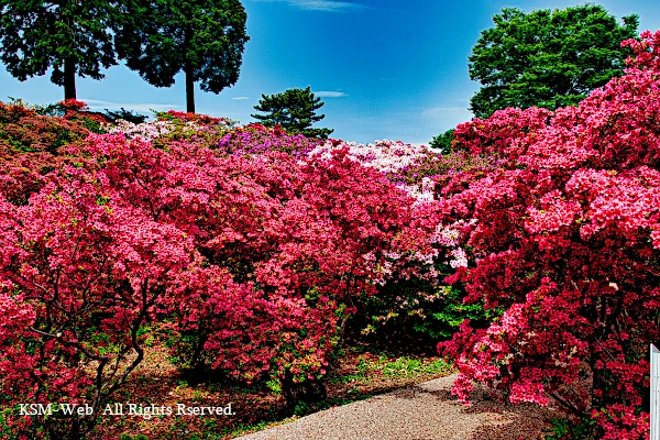 小室山公園の写真