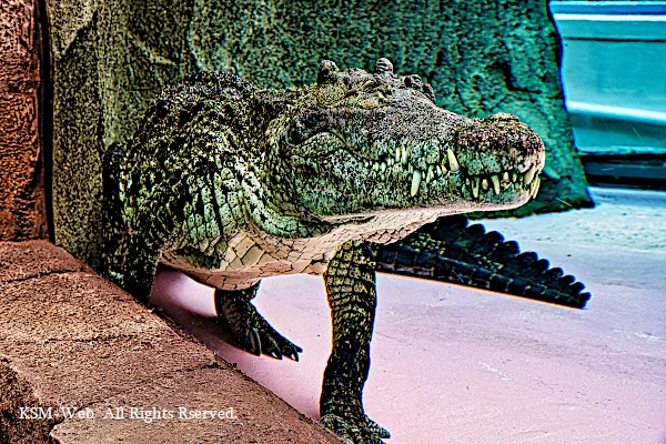 熱川バナナワニ園の写真