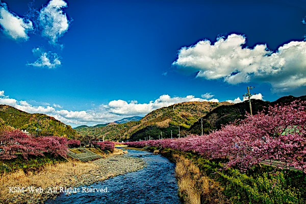 河津桜の写真