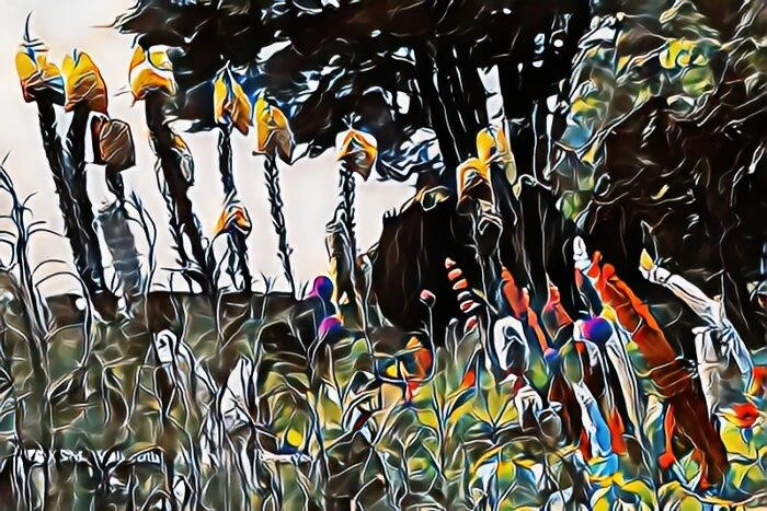 image7