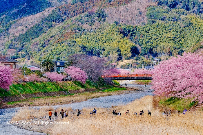 河津町さくらまつり