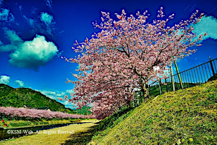 河津さくらまつり