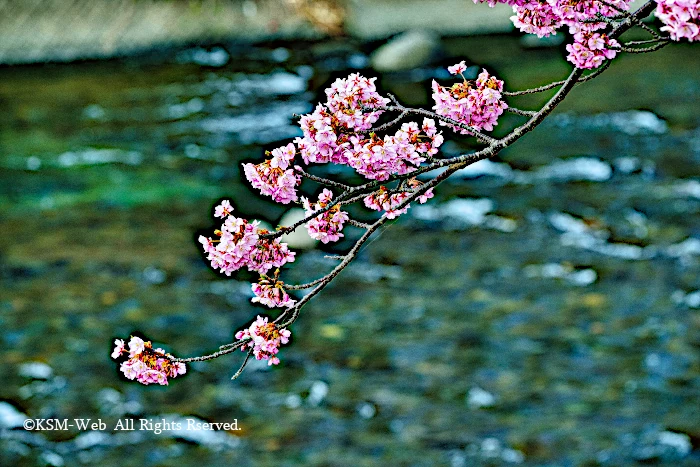 河津さくらまつり