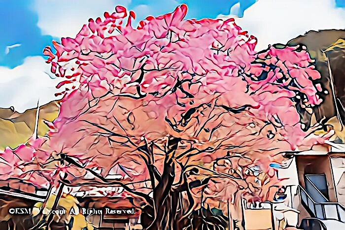 河津さくら原木