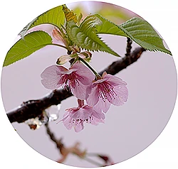 河津桜