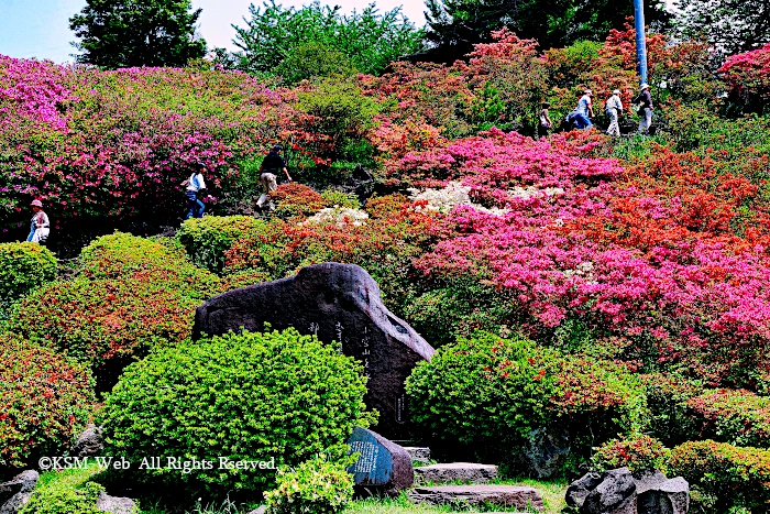 小室山公園 つつじ祭り