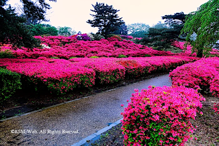 小室山公園 つつじ祭り