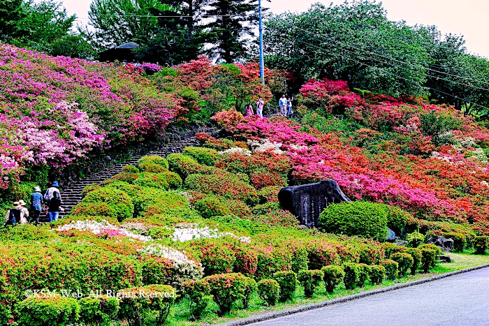 小室山公園 つつじ祭り