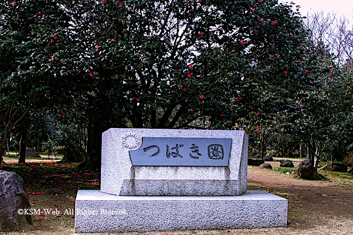 小室山公園 つばき園