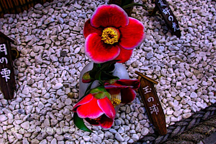 小室山公園 つばき