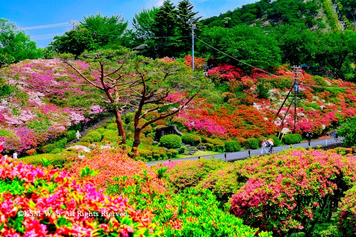 小室山公園 つつじ祭り