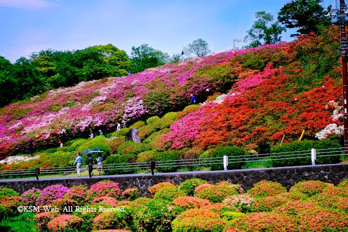 小室山公園 つつじ祭り