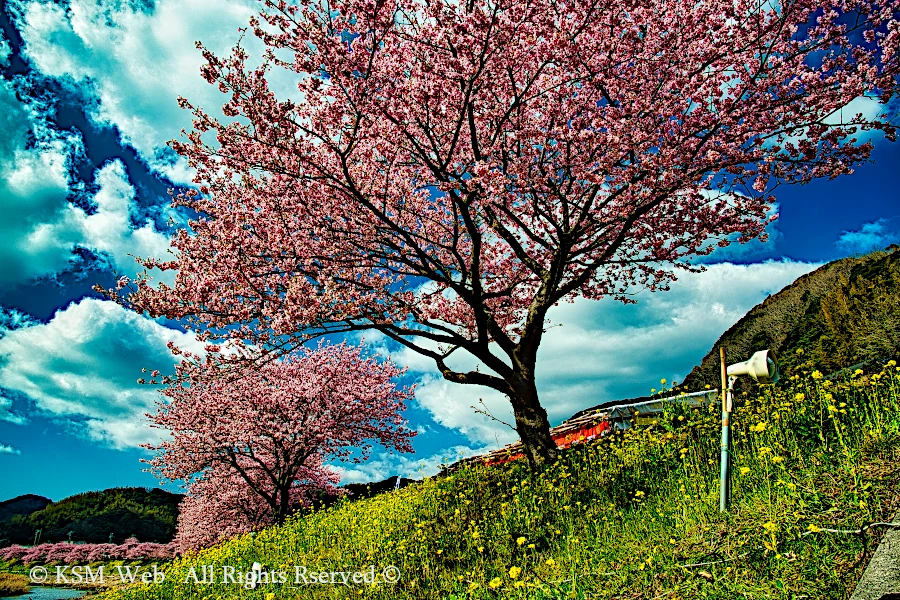 伊東市桜の里の写真