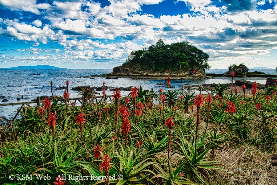 熱川バナナワニ園 ワニの写真