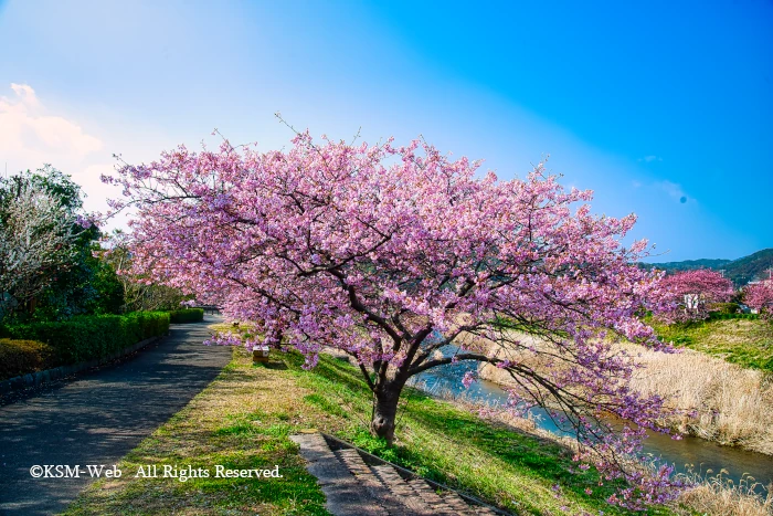 みなみの桜