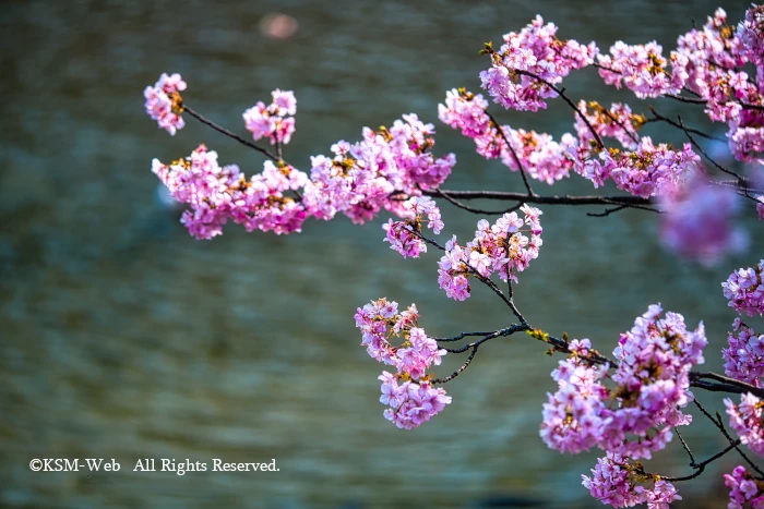 みなみの桜と清野川