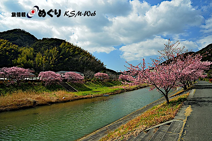 みなみの桜と清野川