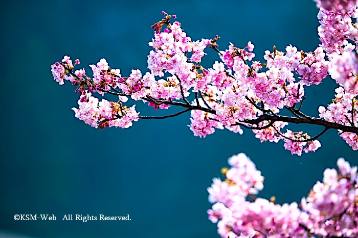 みなみの桜と清野川