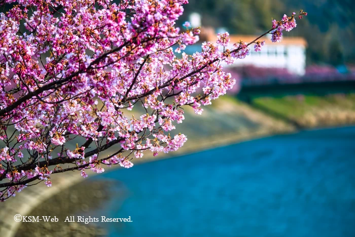 みなみの桜と清野川