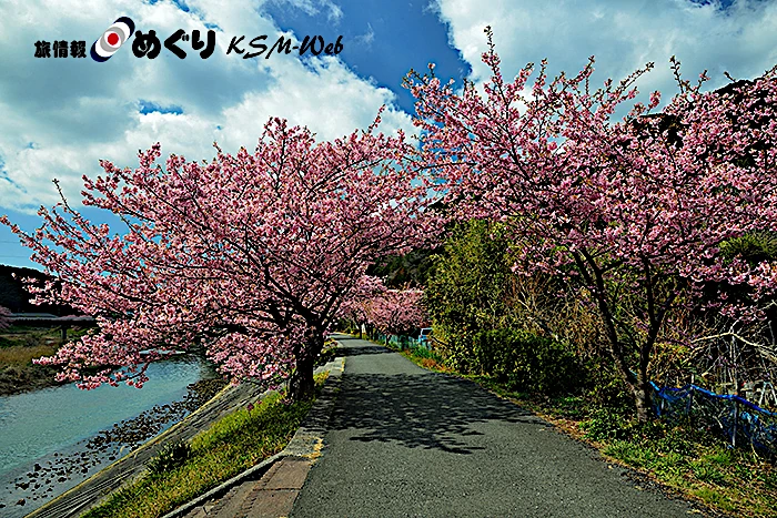 みなみの桜と清野川