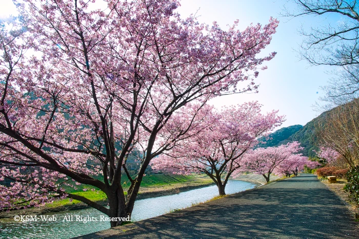 みなみの桜と清野川