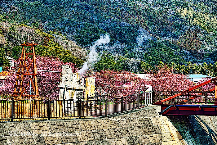 みなみの桜と清野川