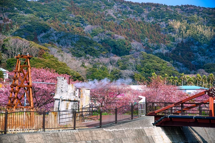 みなみの桜と菜の花