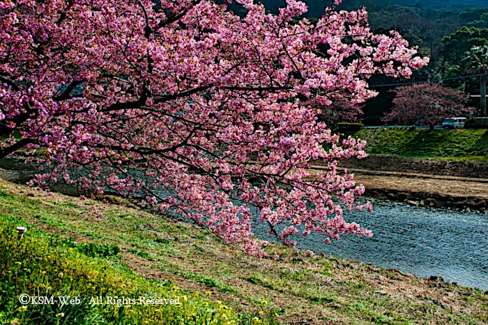 みなみの桜と菜の花