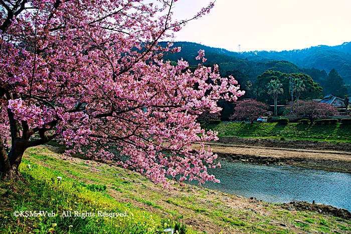 みなみの桜