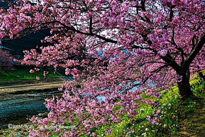 みなみの桜と清野川