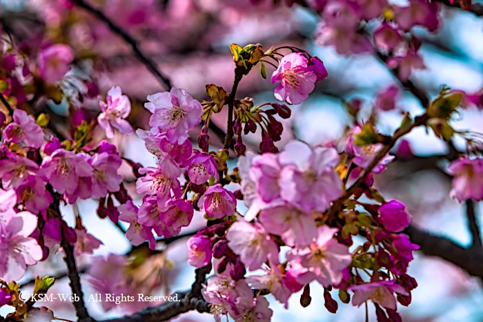 みなみの桜と清野川