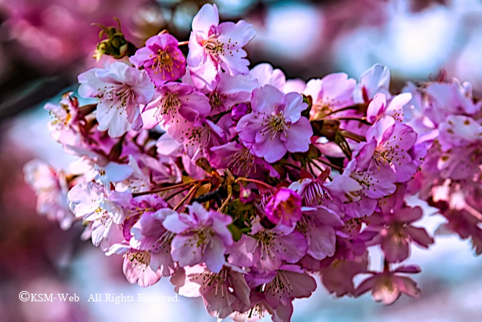 みなみの桜と湯煙