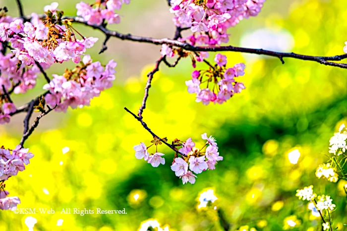 みみなみの桜と湯煙