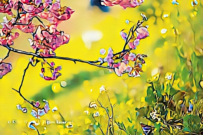 みなみの桜と菜の花
