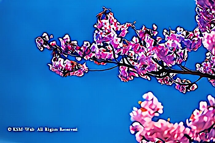 みなみの桜