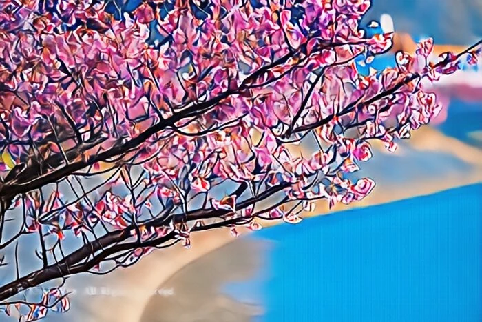 みなみの桜
