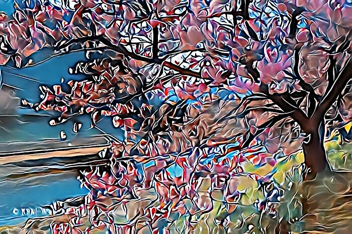 みなみの桜と清野川