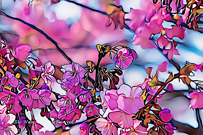 みなみの桜