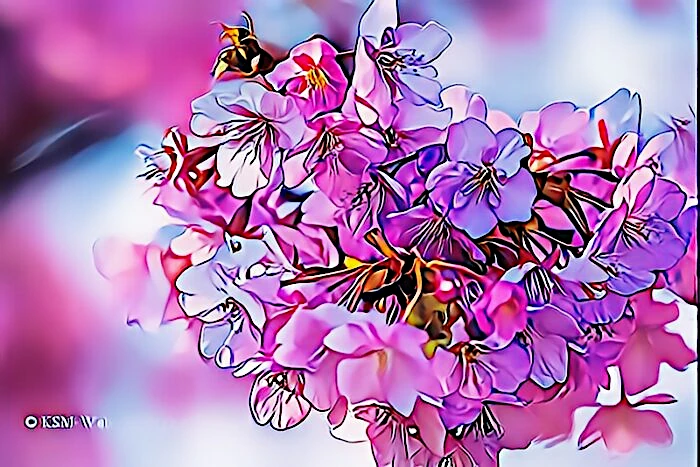 みなみの桜