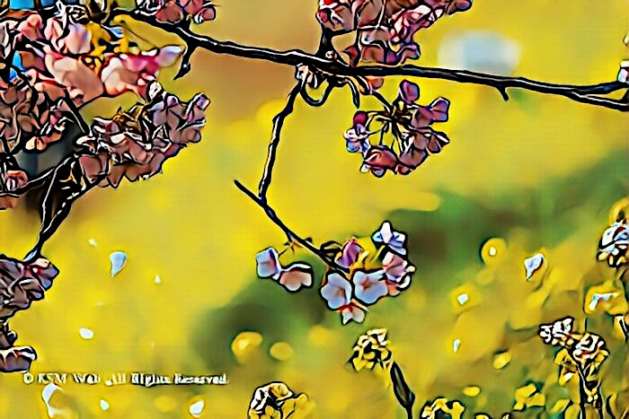 みなみの桜と菜の花