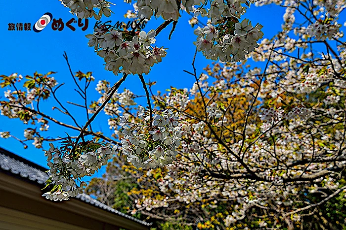 下岡蓮杖の写真記念館前の桜