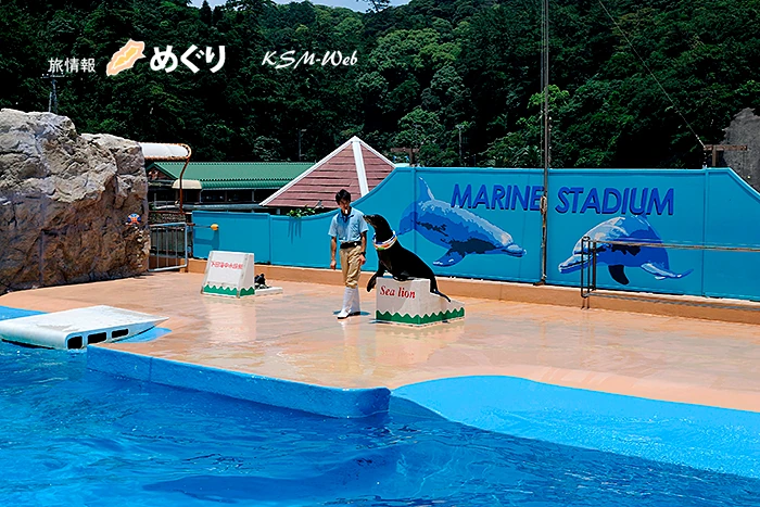 下田海中水族館 アシカョー