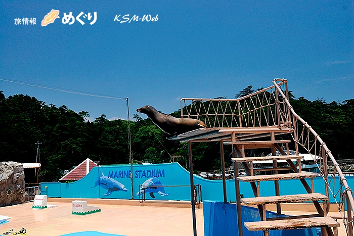 下田海中水族館 アシカョー