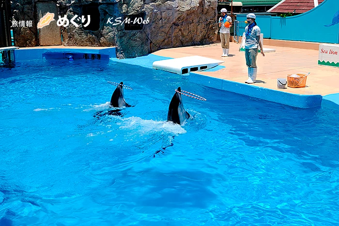 下田海中水族館 イルカショー