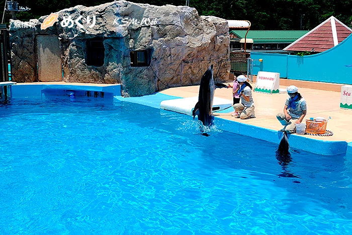 下田海中水族館 イルカショー