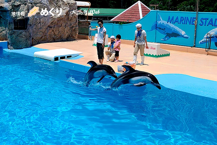 下田海中水族館 イルカショー