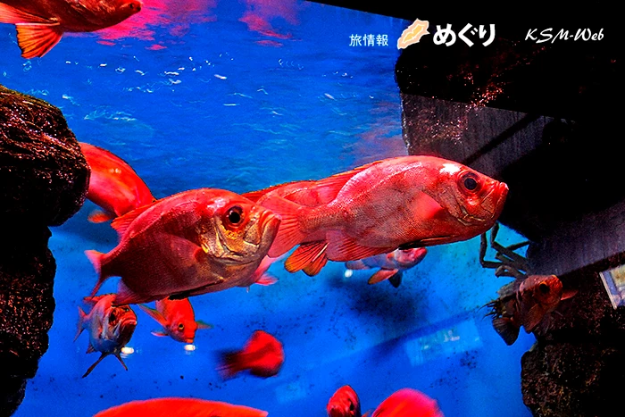 下田海中水族館 キンメダイ